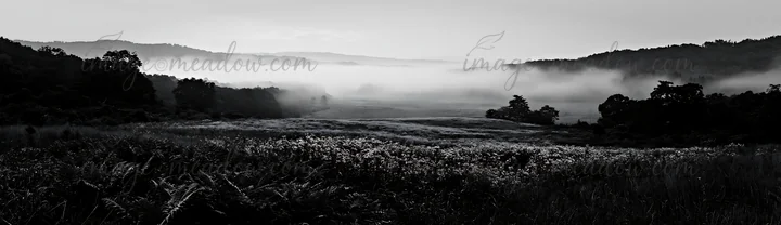 A summer meadow in Nara features a foreground of green ferns. Mist rises over the landscape at dawn, creating a soft atmosphere. The hills can be seen in the di