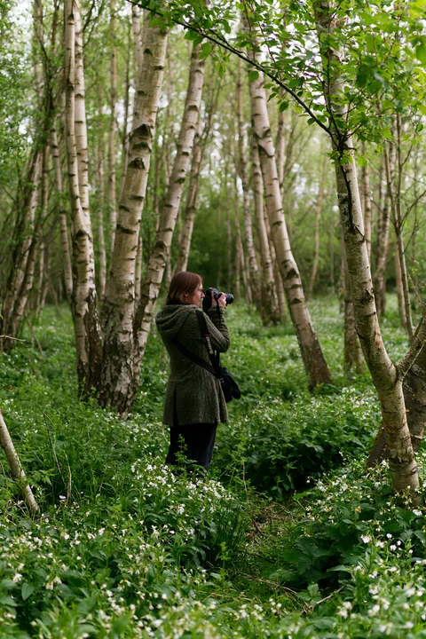 Nature photographer taking pictures among white wildflowers and slender birch trees in a green woodland.