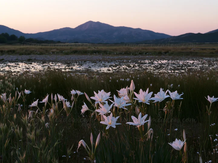 Flowers bloom in a meadow with tall grass as the sun sets behind mountains. Soft light captures the beauty of the scene while shadows dance across the land. The