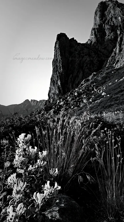 Flowers and tall grasses grow in a meadow near rocky mountains during dusk. The scene captures the natural beauty of a night-blooming landscape under a dark sky