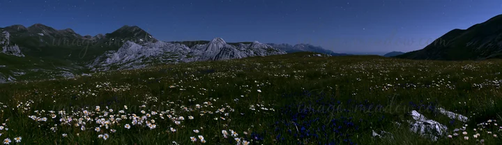A meadow covered with various flowers blooms at night. The sky is filled with stars, and mountains rise in the background. The scene captures the natural beauty