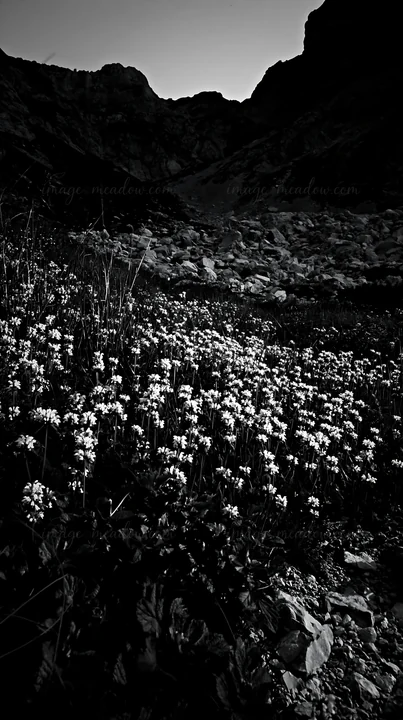 Flowers bloom in a meadow at night, surrounded by rocky hills. The landscape shows a mix of foliage and stones, highlighting nature's diversity in this quiet se