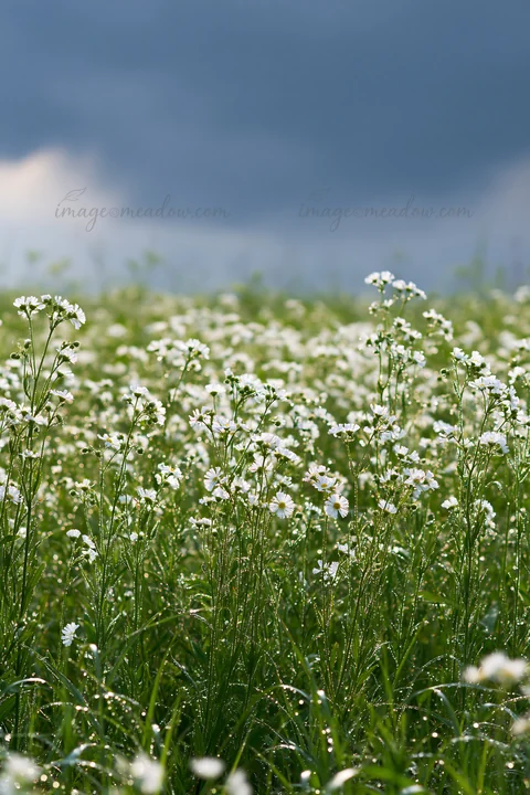 Dew-covered flowers grow in a floodplain meadow in Niigata. The scene shows green grass and white blooms under a cloudy sky, capturing the vibrant growth in thi