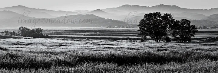 Meadow with dew glistening in the morning light, surrounded by distant mountains. Grass is lush and green, showing recent restoration efforts in Niigata's flood