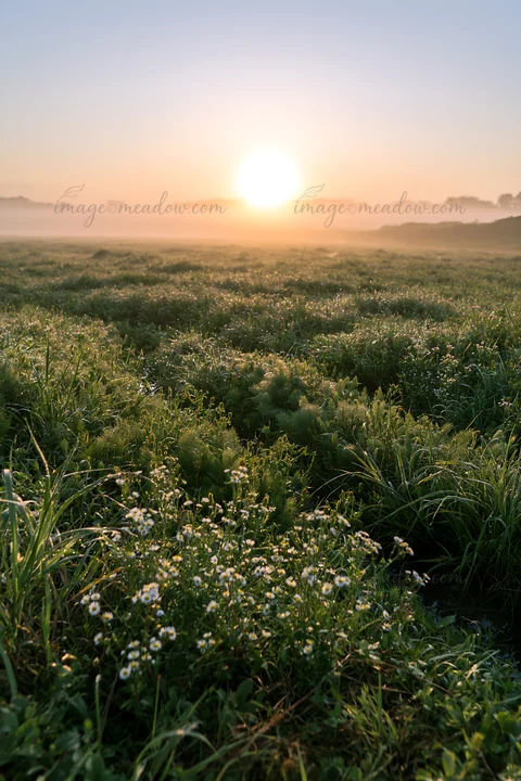 Dew glistens on the grass and flowers in a meadow located in the Niigata floodplain during early morning. The sun rises, casting a warm light over the landscape