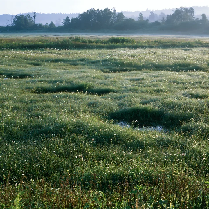 Morning dew covers the grass in a restoration area of Niigata's floodplain. The landscape features lush greenery and traces of water, indicating the health of t