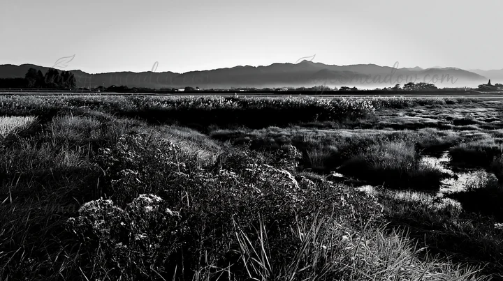 Morning dew covers the grass and flowers in the Niigata floodplain. The sun rises over distant mountains, illuminating the landscape and streams in the foregrou