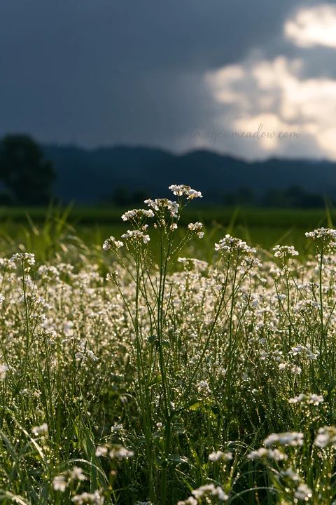 Dew-covered flowers stand tall in a restoration meadow in Niigata. The sun filters through dark clouds, highlighting the lush greenery and distant hills.