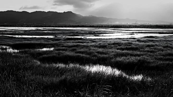 A wide view of a floodplain restoration meadow in Niigata shows dew-covered grass. The landscape features low hills in the background and is captured in black a