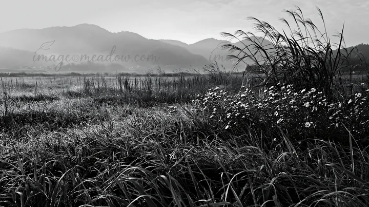 Morning dew covers the grass and flowers in the Niigata floodplain, with mist rising over the hills in the background, capturing the natural landscape and resto