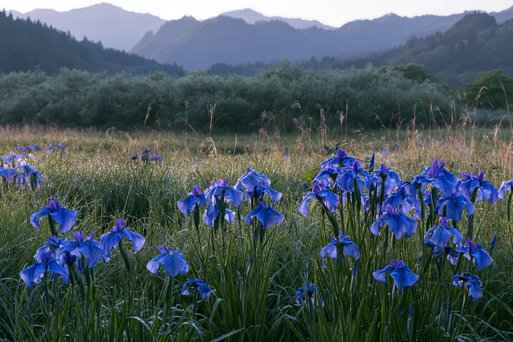 Morning dew covers blue flowers in a meadow at Niigata floodplain. Rolling hills and distant mountains are visible in the background, creating a natural landsca