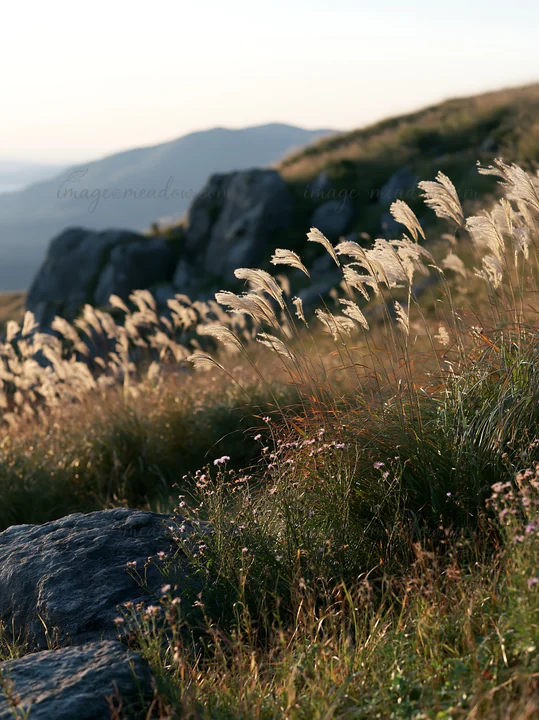The highland meadow in Oita features granite stones and tall grass swaying in the breeze. The sunlight highlights the natural textures of the landscape.