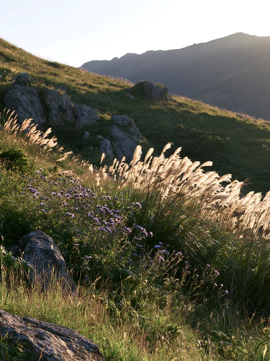 Granite stones are seen amidst tall grasses and purple flowers in Oita highland. The sun casts warm light over the landscape, highlighting natural textures and