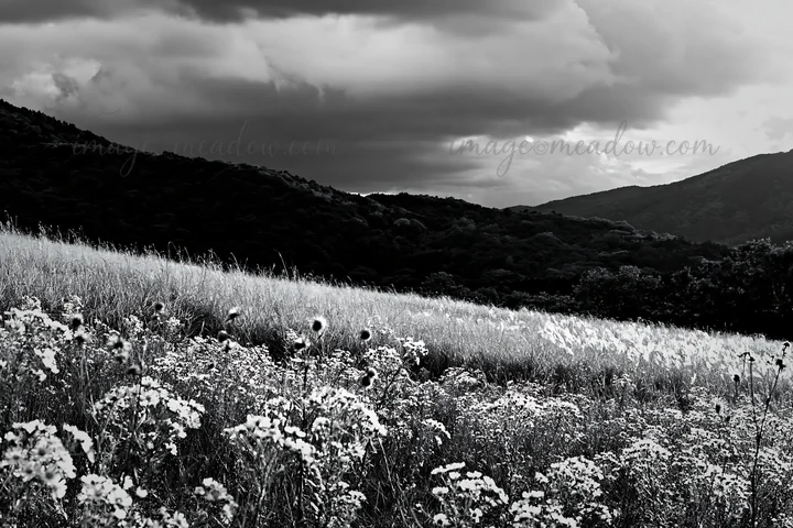A golden meadow stretches under cloudy skies, with seedheads in the foreground. Rolling hills can be seen in the background, creating a natural landscape scene.