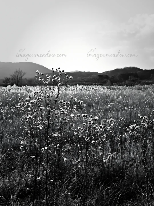 A golden meadow in Okayama features tall seedheads swaying in the breeze. The landscape includes distant mountains and a cloudy sky, creating a serene atmospher