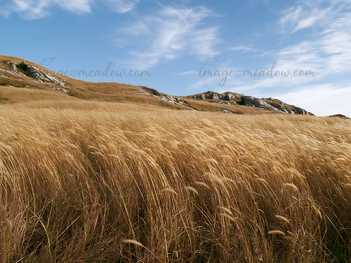 The scene shows a golden meadow in Okayama with tall seedheads swaying gently under a blue sky with scattered clouds. The landscape features rolling hills in th