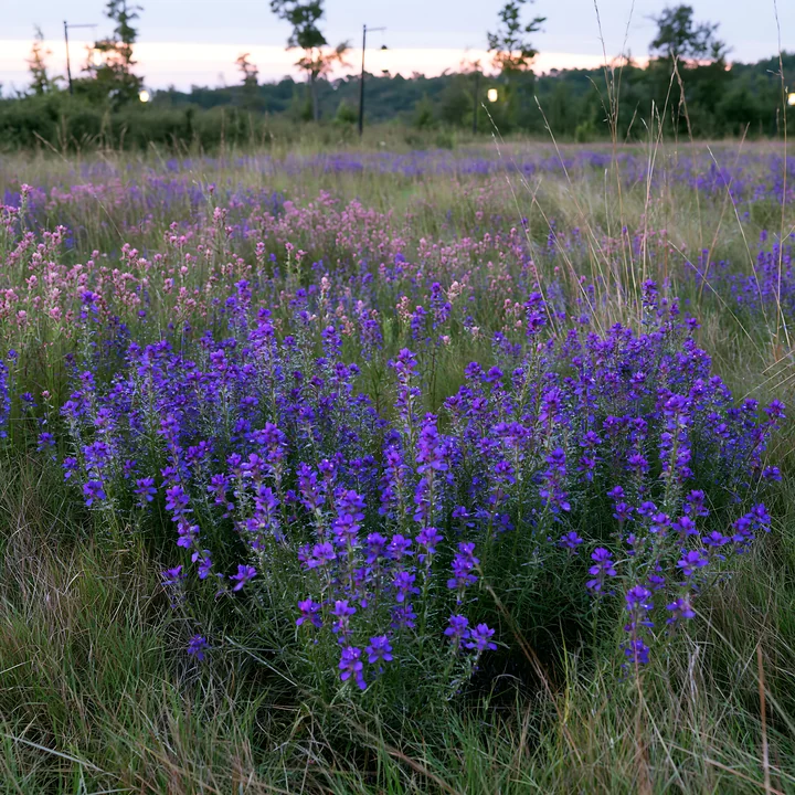 Blue flowers fill a meadow under soft evening light. Lanterns are scattered throughout the space, creating a warm atmosphere as the sun sets behind the tree lin