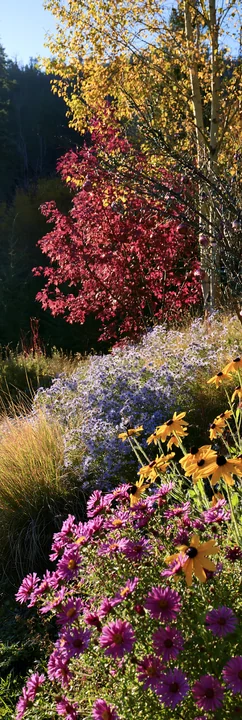 A meadow with winter grasses features colorful baubles. Bright flowers bloom among the foliage. The scene is set in an open area during the winter season.