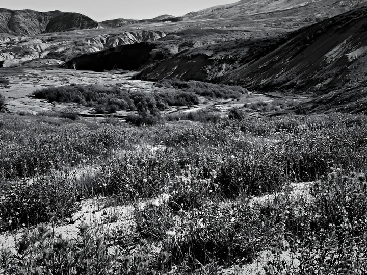 A view shows a meadow with paintbrush lupines growing in a valley. The scene captures the terrain and distant mountains under natural light.