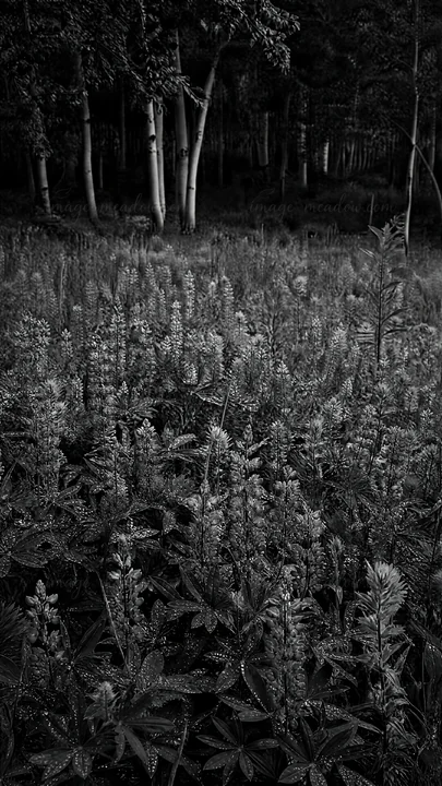 A field filled with paintbrush lupine flowers in various colors sits among lush green plants. Surrounding trees provide a natural backdrop, creating a lively ou