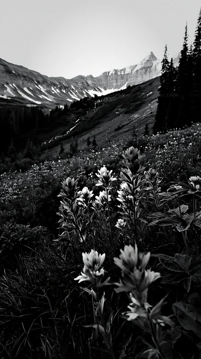 A meadow filled with paintbrush lupine flowers exists in a mountainous area. Surrounding peaks tower in the background, showing snow-capped summits. The scene c