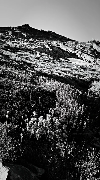 A meadow filled with paintbrush lupines grows on a sloping mountain surface. The hillside shows a mix of flowers and greenery under bright sunlight, highlightin