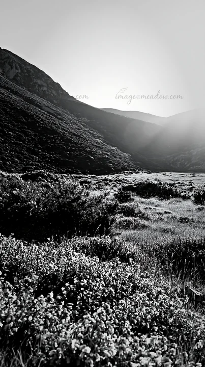 Sunrays shine over a meadow in Picos de Europa, highlighting vibrant purple flowers. Surrounding hills add depth to the natural setting during the day. Presente