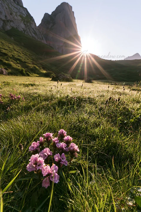 Sunrays illuminate a meadow in Picos de Europa. Flowers bloom in the grass as mountains rise in the background. The scene captures the beauty of nature at sunri