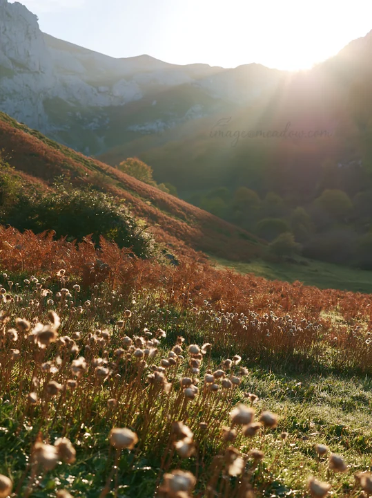 Sunlight streams across a meadow in Picos de Europa, highlighting the gentle hills and wildflowers. The scene captures the essence of nature during the late aft