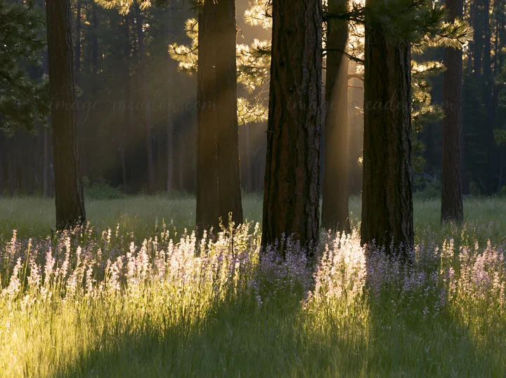 Sunlight filters through tall pine trees in a forest meadow. Wildflowers grow in the grass, creating a natural scene. This location captures the essence of a vi