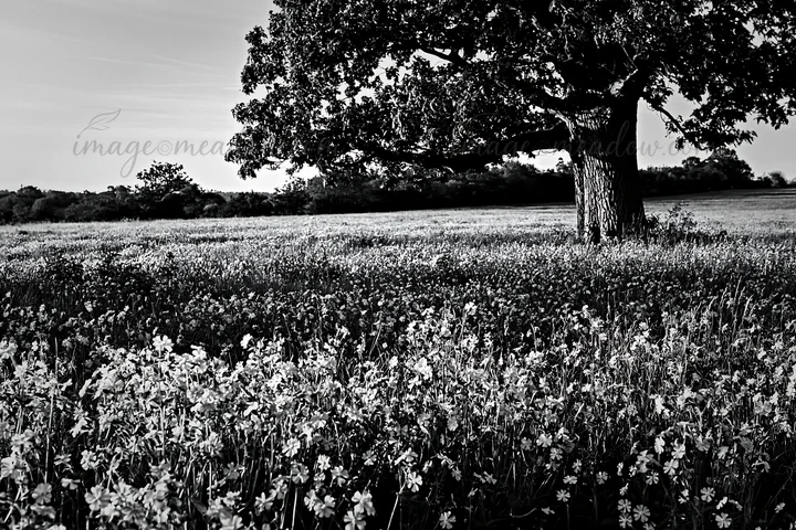 A meadow filled with pink campion flowers stretches across the landscape. A large tree stands at the edge, providing shade. The scene captures the beauty of nat