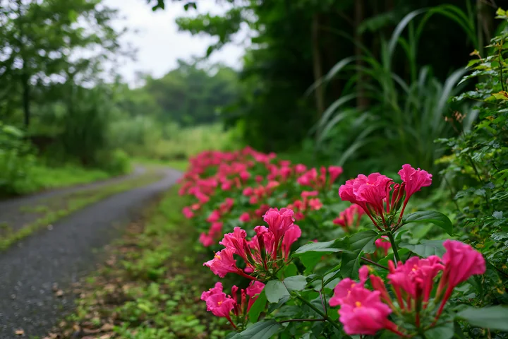 Pink flowers grow along a pathway in a lush green setting, creating a vibrant scene.