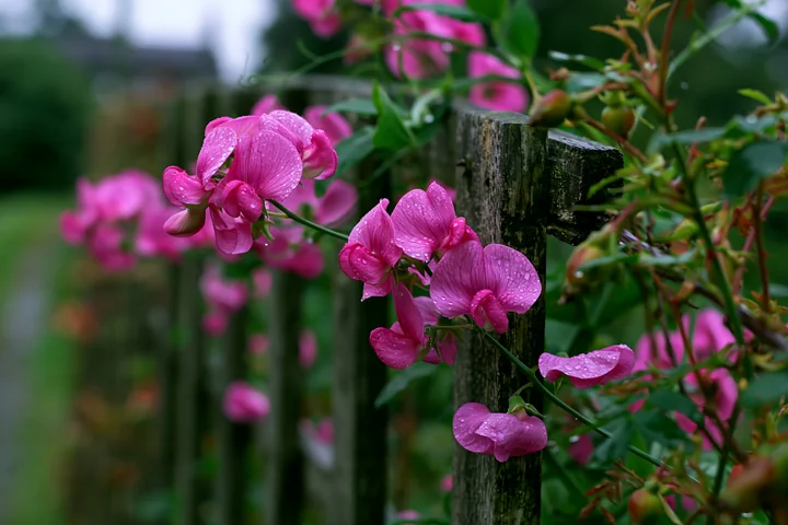 Pink sweet pea flowers climb a weathered wooden trellis, their petals covered with raindrops in a lush garden.