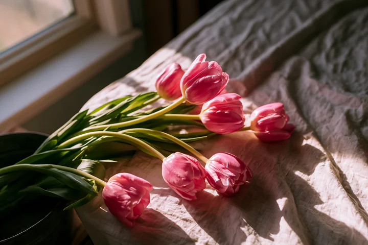 Pink tulips lie on a rumpled bedspread beside a window, illuminated by warm sunlight.