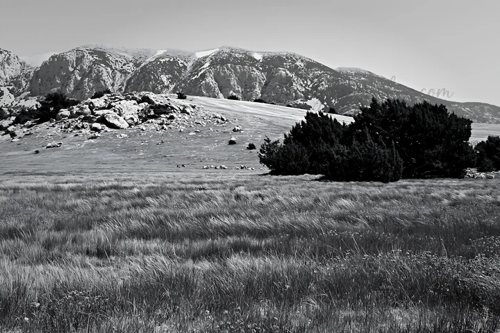 A view of a poppy flax meadow with tall grasses and a cluster of trees. In the distance, mountains are visible under a clear sky. The scene captures a natural l