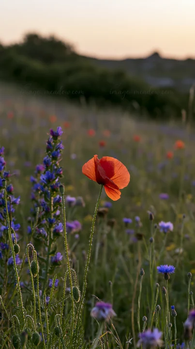 A meadow filled with poppy and larkspur flowers stands under a setting sun. The bright red poppy contrasts with the blue larkspur and other wildflowers. The sce