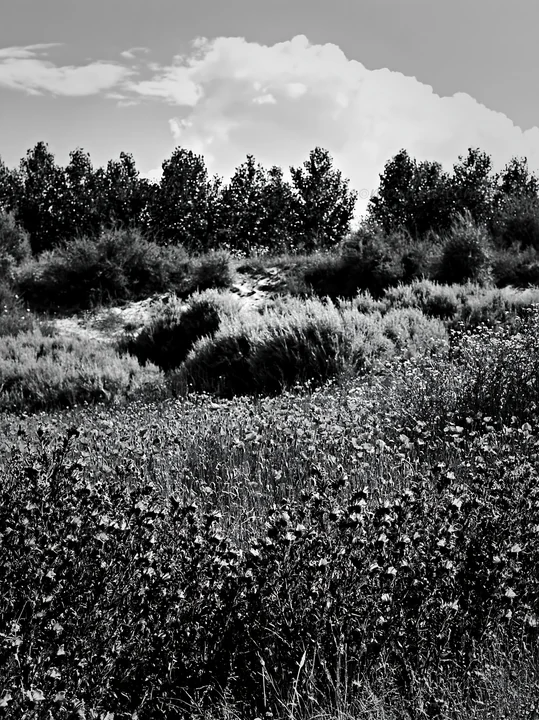 A meadow filled with poppy and viper's-bugloss flowers is visible. Trees line the background under a bright sky. This scene showcases a natural landscape in a r