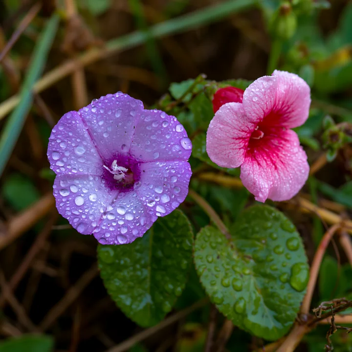 Purple and pink flowers covered in dew are shown among wet green leaves in close-up.