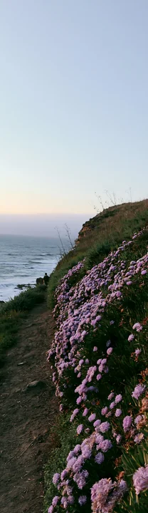 Purple coastal flowers line a cliffside trail beside the ocean beneath a calm evening sky.