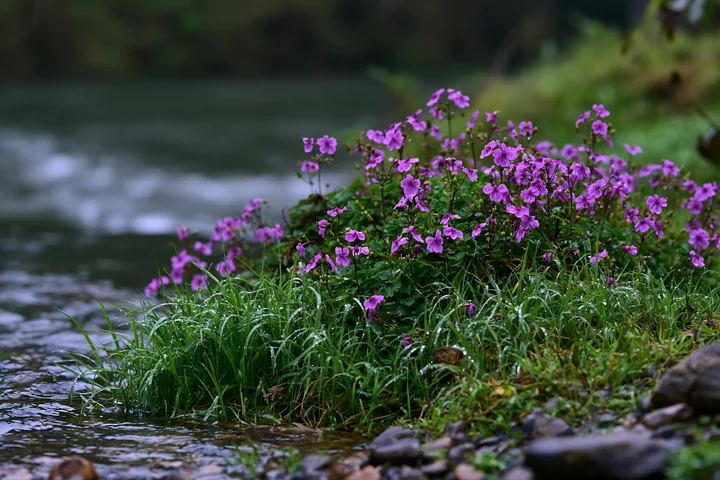 Purple flowers grow along the edge of a river on an island, showing the freshness after rain.