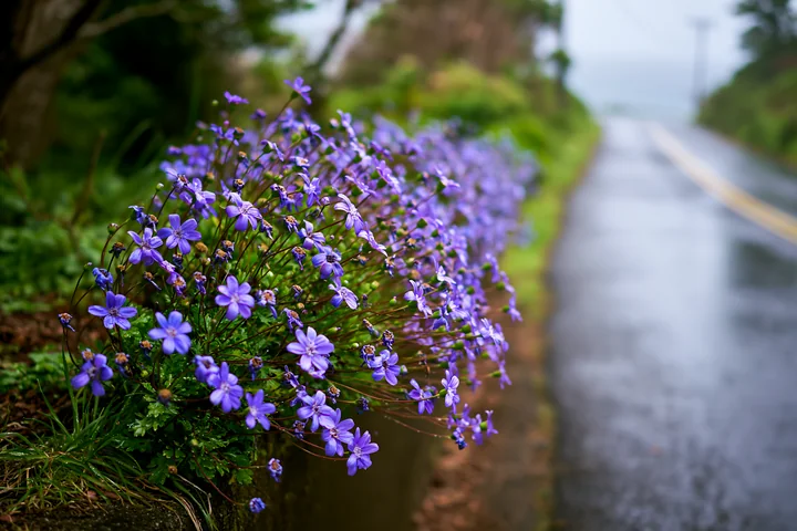 Purple flowers grow near a road beside an island setting.