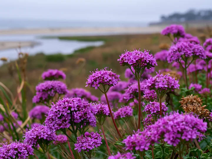 Purple wildflowers grow along a coastline with salt marsh.