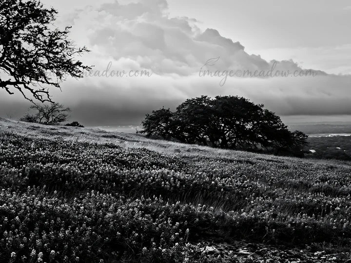 Water collects in a meadow covered with wildflowers after a rain shower. Dark clouds dominate the sky above, creating a moody atmosphere. Nearby trees add struc