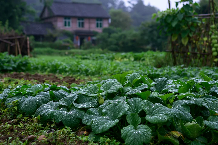 Raindrops cling to green leaves in a garden near a rural cottage.