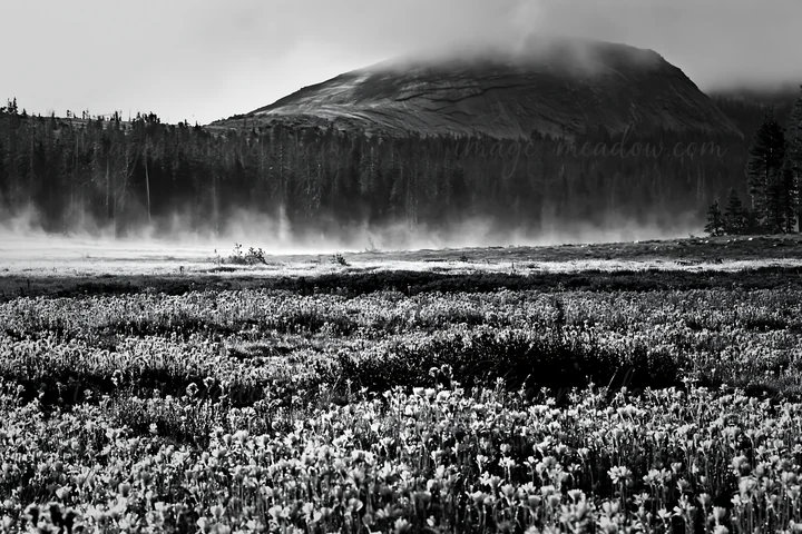 A meadow covered in flowers stretches out under a mountain. Mist rises from the ground creating a foggy scene. Trees line the edge of the meadow. The sky appear