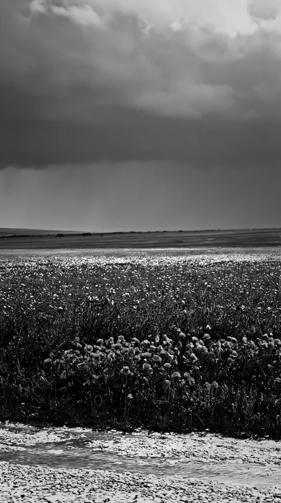 A meadow covered in flowers stretches across the land. Dark clouds loom overhead, hinting at rain. The scene captures the natural beauty of the countryside afte