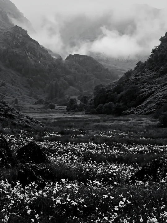 A valley meadow is filled with white flowers under a rainy sky. Dark mountains rise in the background, shrouded in clouds. The atmosphere is dense with moisture