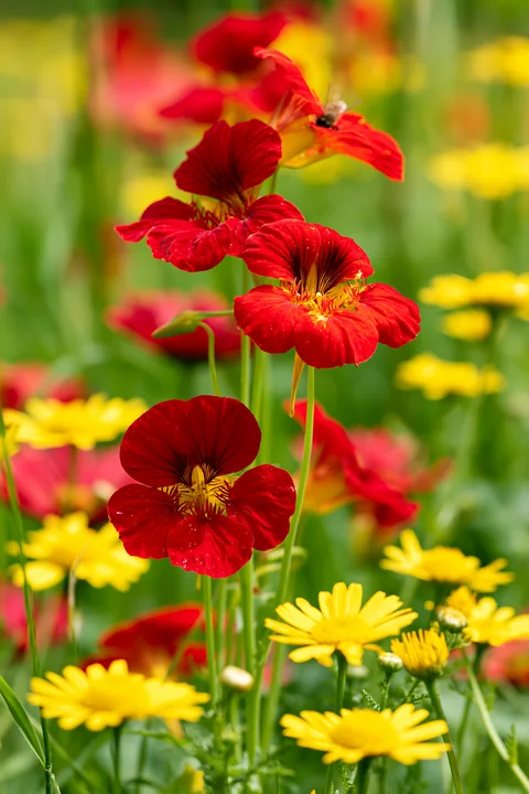 Red blossoms stand tall among yellow flowers in a soft, green meadow.