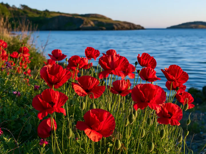 Red poppies grow along the shoreline of an island with flowers in a calm bay under clear skies.