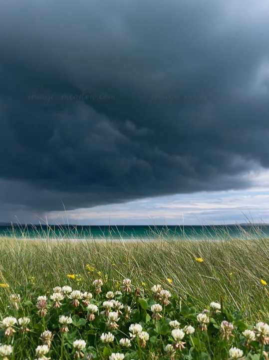 A meadow filled with white clover and yellow flowers sits near a beach. Dark clouds loom above the ocean, while the waves gently lap at the shore. The atmospher